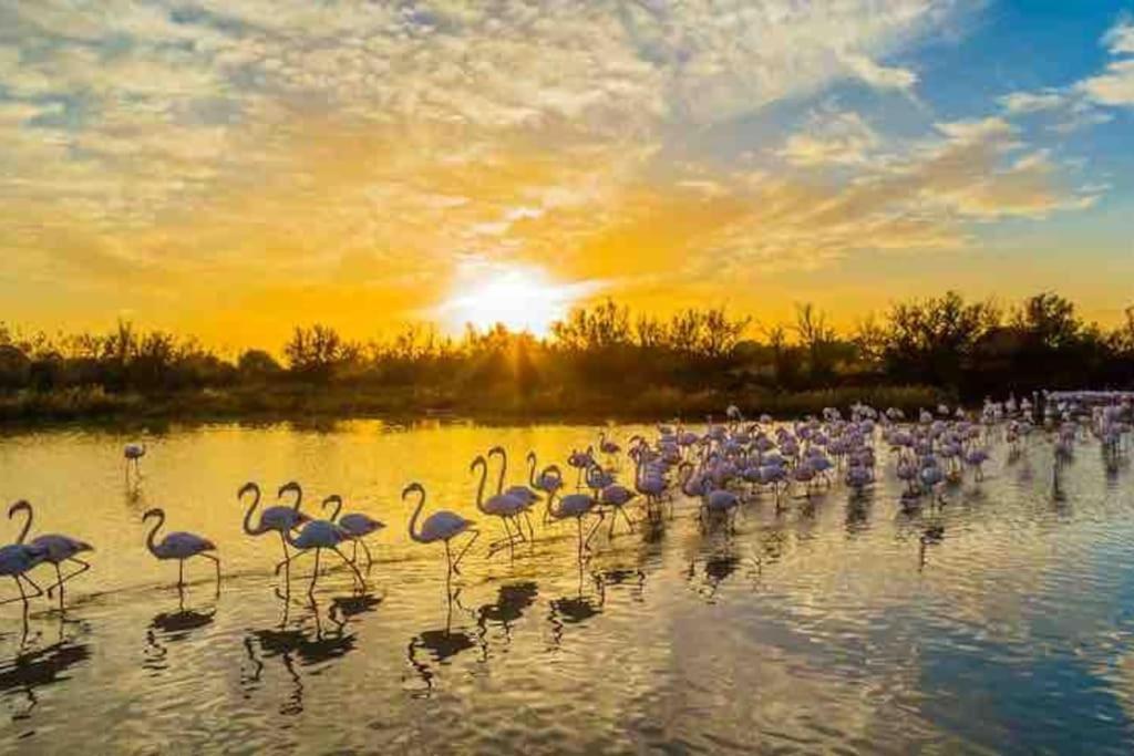 Villa 8 Personnes Bord De Mer Climatisee سانت ماري دو لا مير المظهر الخارجي الصورة